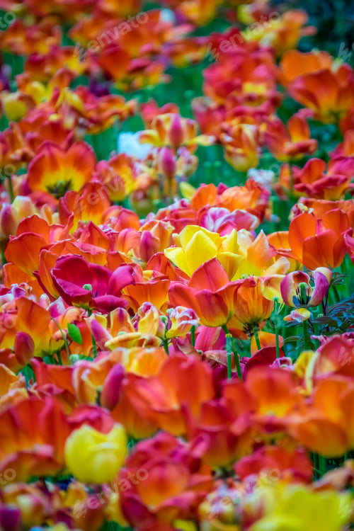 Preview: Field of red, orange and yellow tulips