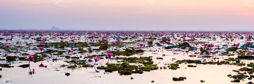 Preview: Red Lotus Sea Kumphawapi full of pink flowers in Udon Thani in northern Thailand.