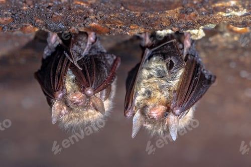 Preview: Hibernating long-eared bats in a cold cellar