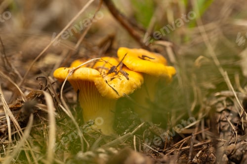 Preview: Chanterelle mushrooms in the forest, macrophotography, selective focus
