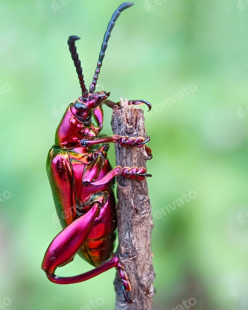 Preview: Long horn beetle
