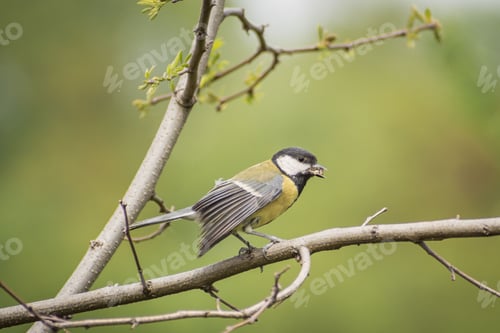 Preview: a Great tit perched on a tree with food in the beak