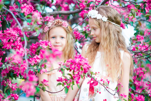 Preview: Adorable little girls in blooming apple tree garden on spring day