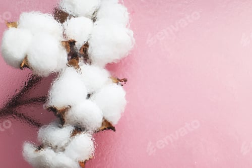 Preview: Beautiful white cotton flowers on pink background with drops of water under the glass surface.