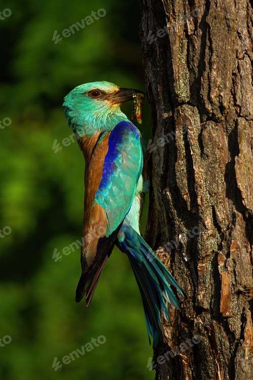 Preview: Vertical composition of european roller sitting near nest about to feed in summer at sunrise