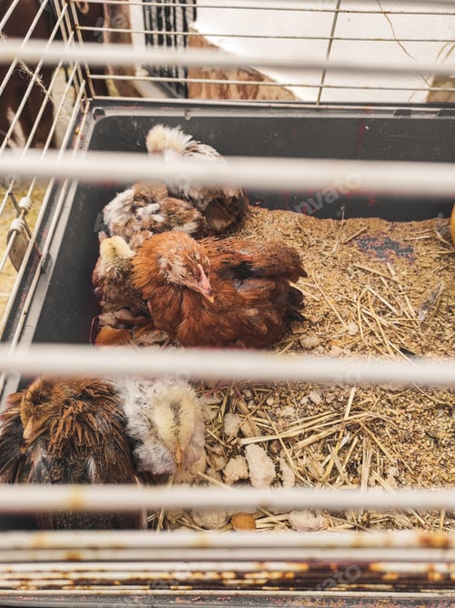 Preview: Baby chicken trapped in a jail