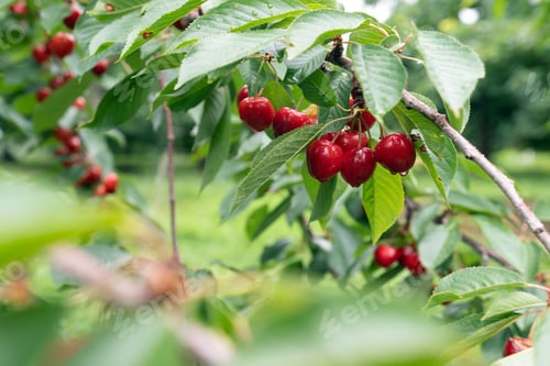 Preview: Cherry tree with ripe cherries in the garden