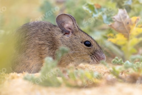 Preview: Wood Mouse in Natural Environment with Plants