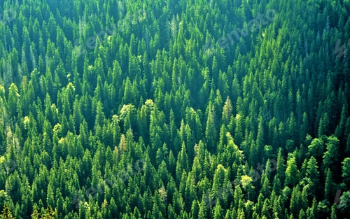 Preview: Aerial shot of evergreen fir trees under a sunlight