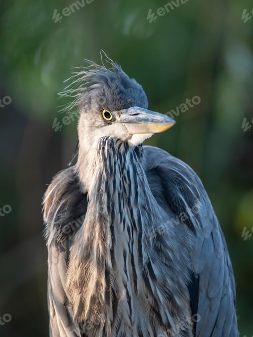 Preview: Grey Heron perching on blurred background
