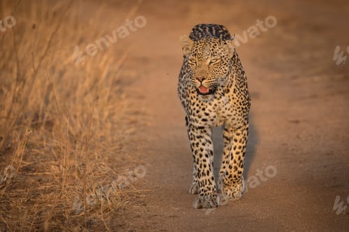 Preview: A leopard, Panthera pardus, walks towards the camera on dust road, looking out of frame