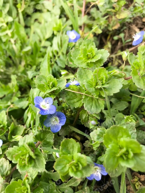 Preview: Beautiful nature first spring forget-me-not flowers on green grass.