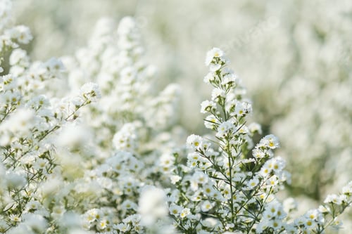 Preview: Closeup image of a beautiful Cutter flower field