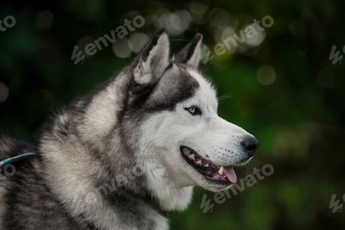 Preview: dog, siberian husky, pets, dogs, wilderness