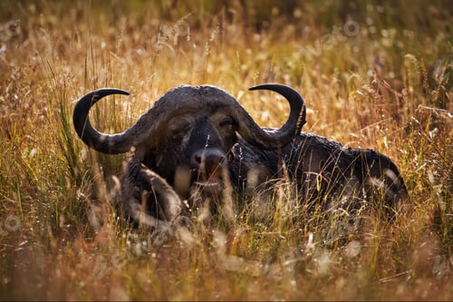 Preview: Buffalo in Masai Mara, Kenya