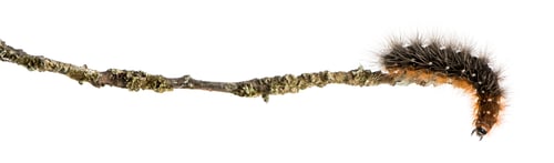 Preview: Side view of a Moth caterpillar at the end of a branch, looking down, isolated on white