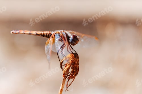 Preview: Macro shot of an orange dragonfly sitting on a flower