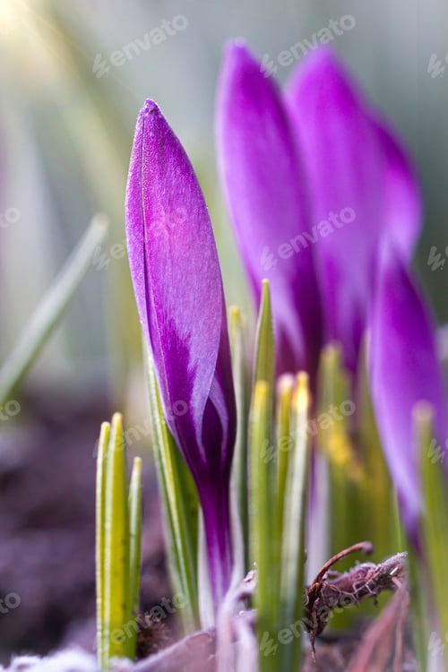 Preview: Springflower purple lilac crocus in early morning sunrise light, green