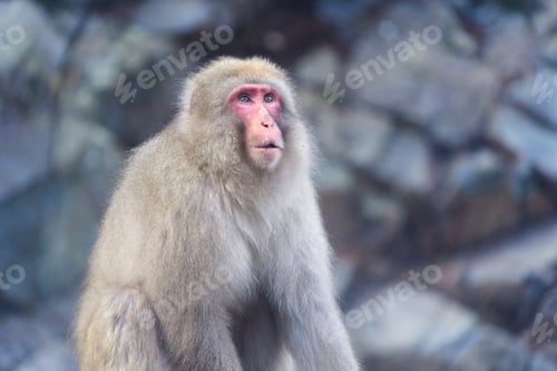 Preview: A Japanese snow monkey or Macaque with onsen in Monkey Park, Nagano , Japan. Wildlife animal.