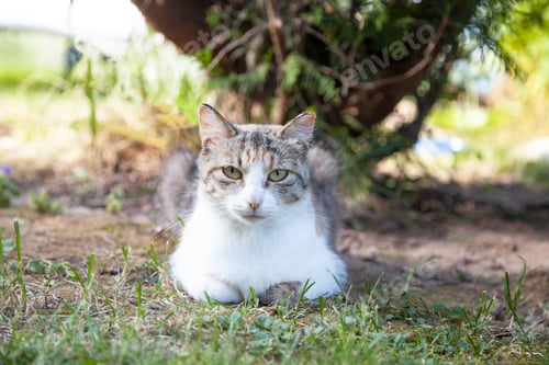 Preview: Three colored cat is sitting in garden