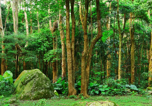 Preview: forest background
