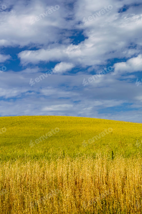 Preview: Rural landscape near Ostra Vetere and Cingoli, Marche, Italy