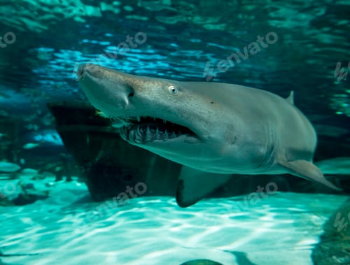 Preview: Wide angle, underwater view of sand tiger shark, carcharias taurus.