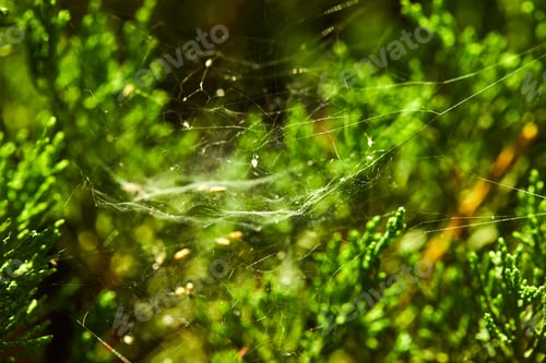 Preview: Cobweb woven on coniferous bushes