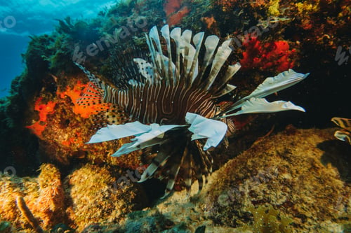 Preview: lionfish, an invasive species in the Mexican Caribbean, Pterois volitans