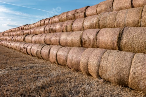 Preview: huge straw pile of Hay roll bales on among harvested field. cattle bedding