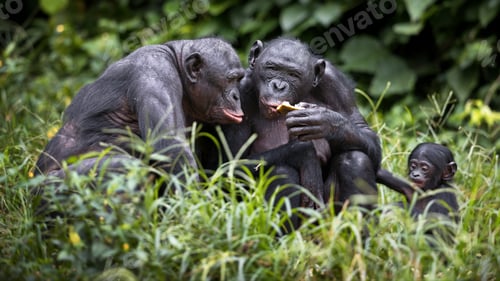 Preview: Bonobo chimpanzees in the wilderness in Democratic Republic of the Congo