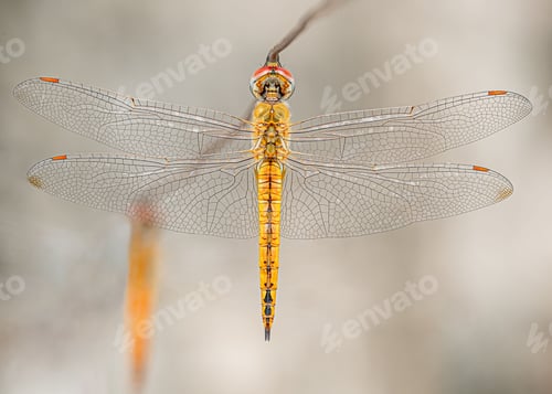 Preview: Macro shot of a dragonfly resting on a wire