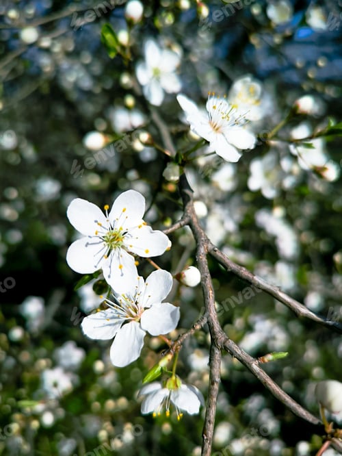 Preview: Cherry blossoms in full bloom