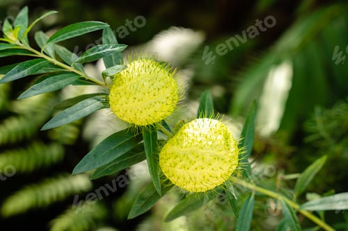 Preview: Gomphocarpus physocarpus