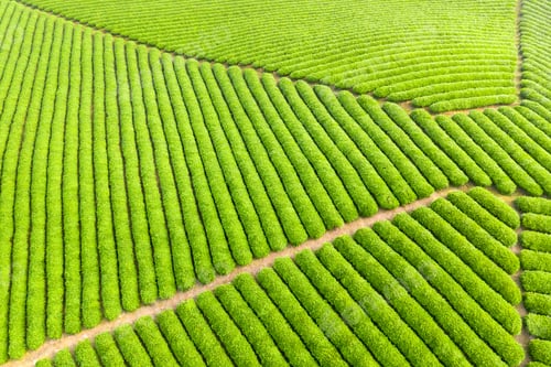 Preview: beautiful tea plantation