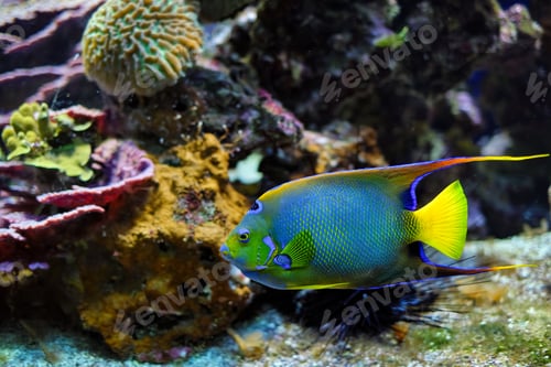 Preview: Queen angelfish Holacanthus ciliaris aka the blue angelfish, golden angelfish or yellow angelfish in