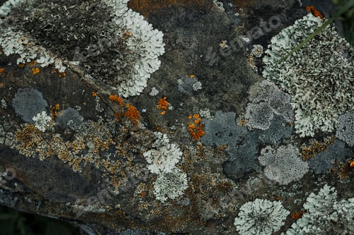 Preview: Organic abstract backdrop old stone texture of mountain cliff with moss