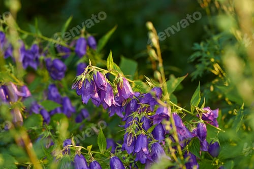 Preview: Garden dreams. A series of beautiful garden photos.