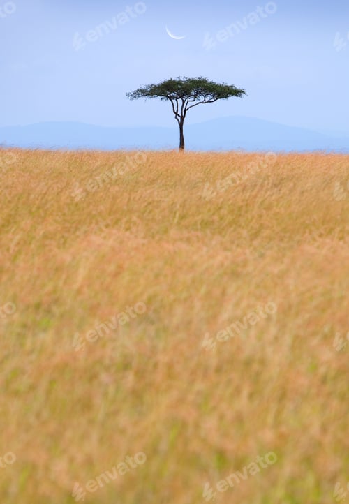 Preview: View across African Savanna, with distant tree and crescent moon.