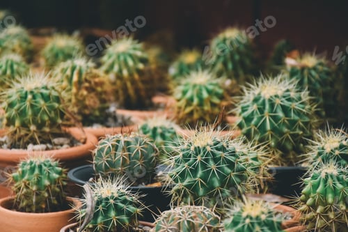 Preview: Little cactus on small pot, plant for decoration