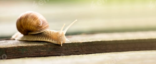 Close-Up of a Snail Crawling on Wood