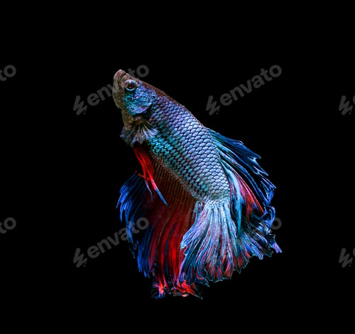 Preview: Betta fish, siamese fighting fish, betta splendens isolated on black background