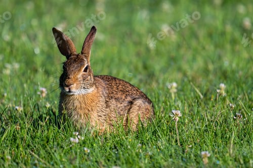 Preview: Closeup shot of a brown European rabbit (Oryctolagus cuniculus) or coney in the grass