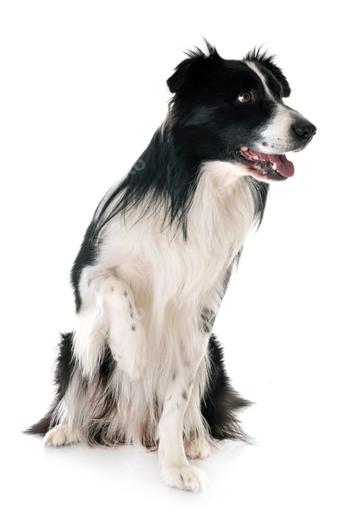 Preview: adult border collie