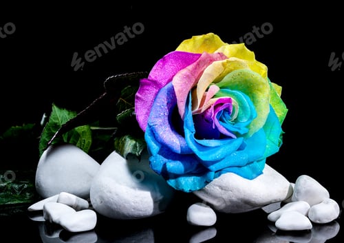 Preview: Rainbow Rose with Dewdrops on White Stones and Black Background