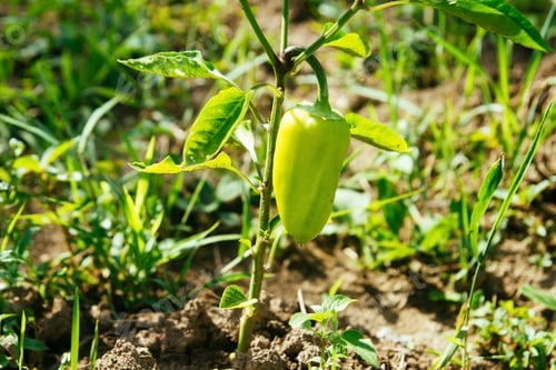 Preview: Green pepper on a garden bed. Farm cultivation of vegetables