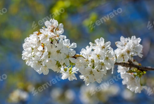 Preview: Cherry tree blossoming