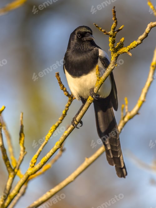Preview: Eurasian magpie on branch
