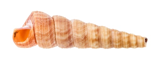 Preview: empty shell of turritella mollusk isolated