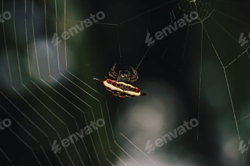 Preview: macro shot of a crab spider